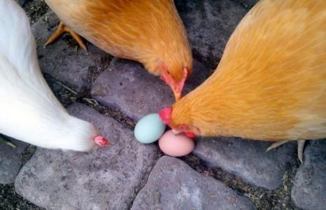 Egg Eating - 7 Possible Causes and Ways to Break this Messy Habit Image